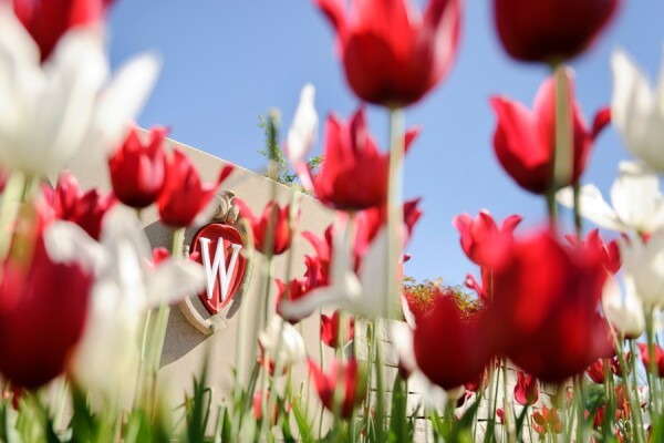 red and white tulips in front of the UW crest