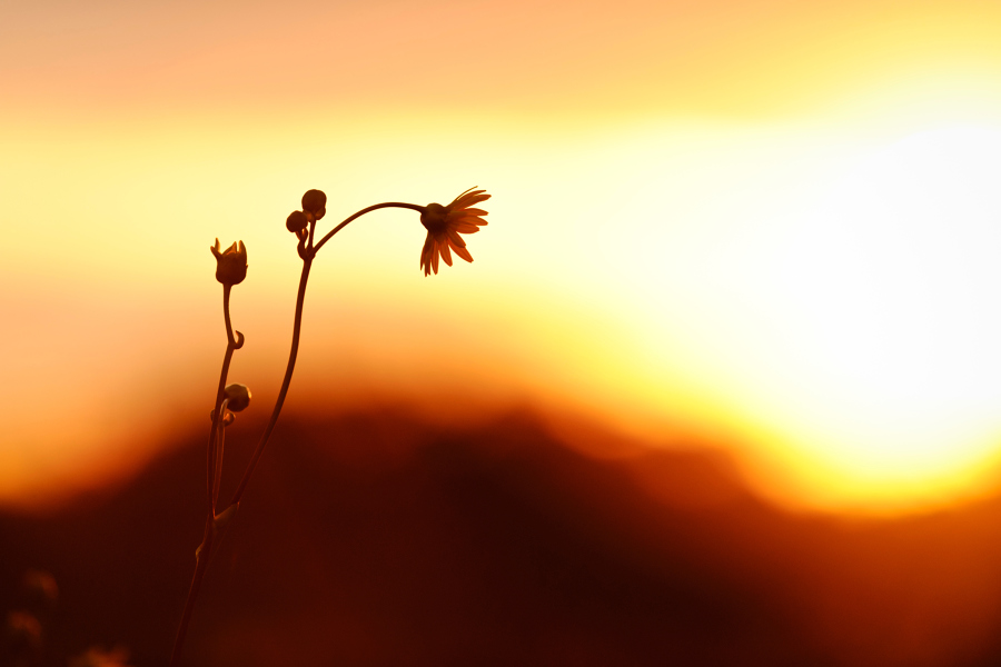 flower in the arboretum with the sunrise in the background